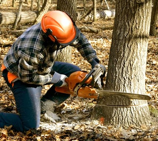 Tree Removal in Tiro, OH